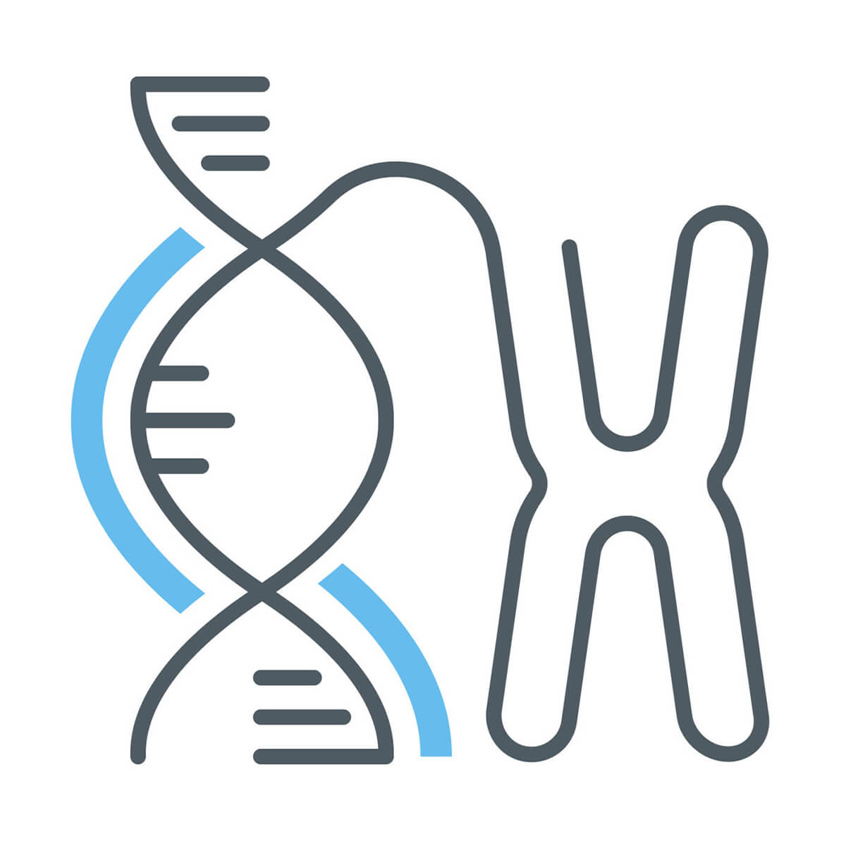 Simple line drawing of a DNA Helix with a chromosome