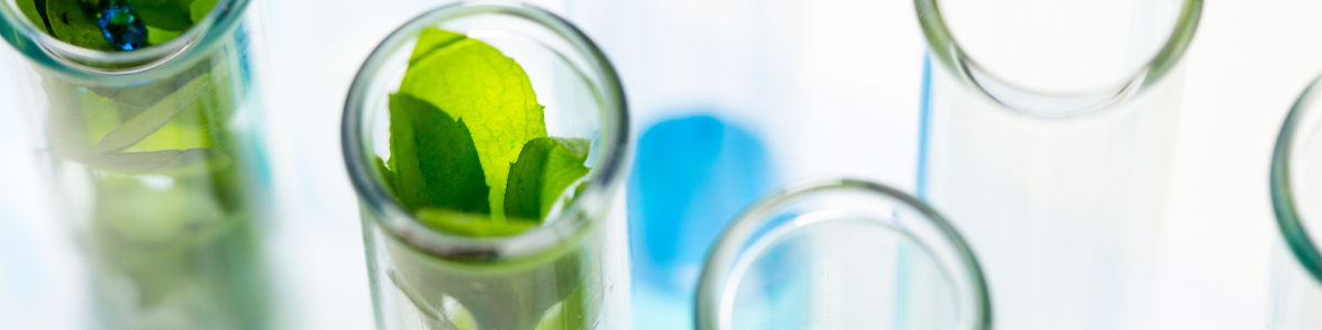 Leaves in test tubes