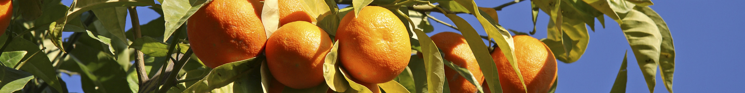 lp-banner-orange-tree.jpg